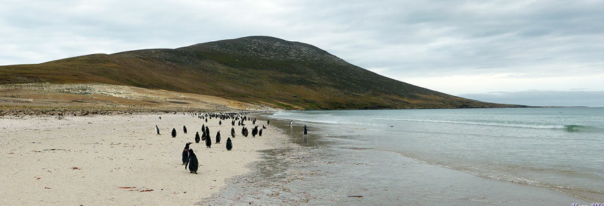 Les îles Malouines